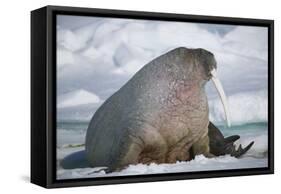Walrus with a Broken Tusk-DLILLC-Framed Stretched Canvas