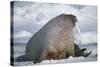 Walrus with a Broken Tusk-DLILLC-Stretched Canvas