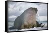 Walrus with a Broken Tusk-DLILLC-Framed Stretched Canvas