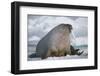 Walrus with a Broken Tusk-DLILLC-Framed Premium Photographic Print