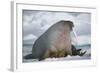 Walrus with a Broken Tusk-DLILLC-Framed Photographic Print