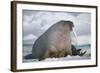 Walrus with a Broken Tusk-DLILLC-Framed Photographic Print