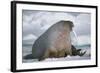 Walrus with a Broken Tusk-DLILLC-Framed Photographic Print