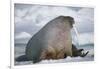 Walrus with a Broken Tusk-DLILLC-Framed Photographic Print