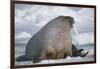 Walrus with a Broken Tusk-DLILLC-Framed Photographic Print