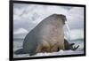 Walrus with a Broken Tusk-DLILLC-Framed Photographic Print