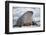 Walrus with a Broken Tusk-DLILLC-Framed Photographic Print