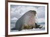 Walrus with a Broken Tusk-DLILLC-Framed Photographic Print