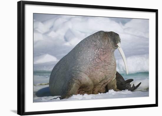 Walrus with a Broken Tusk-DLILLC-Framed Photographic Print