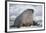 Walrus with a Broken Tusk-DLILLC-Framed Photographic Print