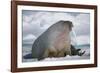 Walrus with a Broken Tusk-DLILLC-Framed Photographic Print