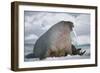 Walrus with a Broken Tusk-DLILLC-Framed Photographic Print