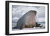 Walrus with a Broken Tusk-DLILLC-Framed Photographic Print