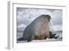 Walrus with a Broken Tusk-DLILLC-Framed Photographic Print