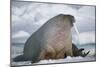 Walrus with a Broken Tusk-DLILLC-Mounted Photographic Print