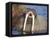 Walrus Yawning in Water Off Shore at Tiholmane Island-Paul Souders-Framed Stretched Canvas