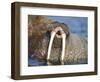 Walrus Yawning in Water Off Shore at Tiholmane Island-Paul Souders-Framed Photographic Print