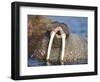Walrus Yawning in Water Off Shore at Tiholmane Island-Paul Souders-Framed Photographic Print