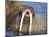 Walrus Yawning in Water Off Shore at Tiholmane Island-Paul Souders-Mounted Photographic Print