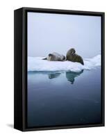 Walrus-null-Framed Stretched Canvas