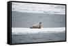 Walrus-DLILLC-Framed Stretched Canvas