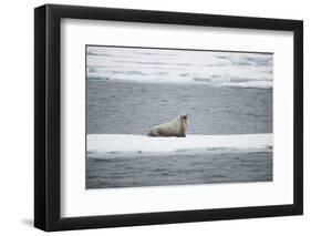 Walrus-DLILLC-Framed Premium Photographic Print
