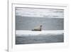 Walrus-DLILLC-Framed Photographic Print