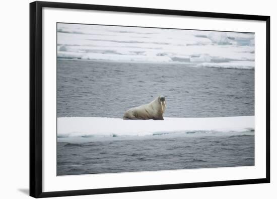 Walrus-DLILLC-Framed Photographic Print