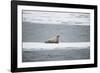 Walrus-DLILLC-Framed Photographic Print