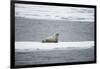 Walrus-DLILLC-Framed Photographic Print