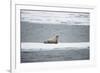 Walrus-DLILLC-Framed Photographic Print