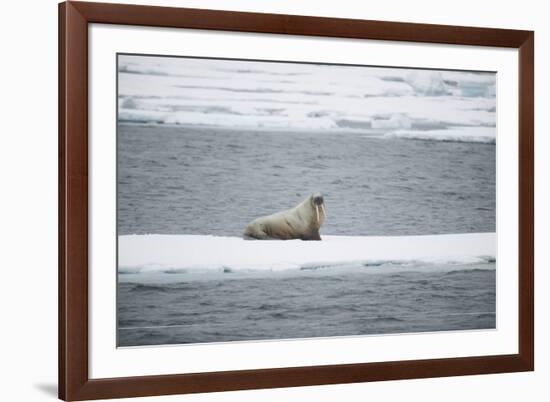 Walrus-DLILLC-Framed Photographic Print