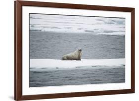 Walrus-DLILLC-Framed Photographic Print