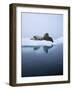 Walrus-null-Framed Photographic Print