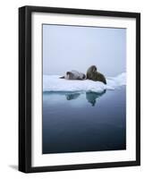 Walrus-null-Framed Photographic Print