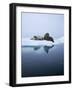 Walrus-null-Framed Photographic Print