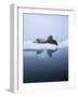 Walrus-null-Framed Photographic Print