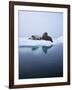 Walrus-null-Framed Photographic Print