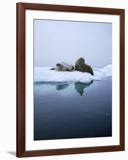 Walrus-null-Framed Photographic Print