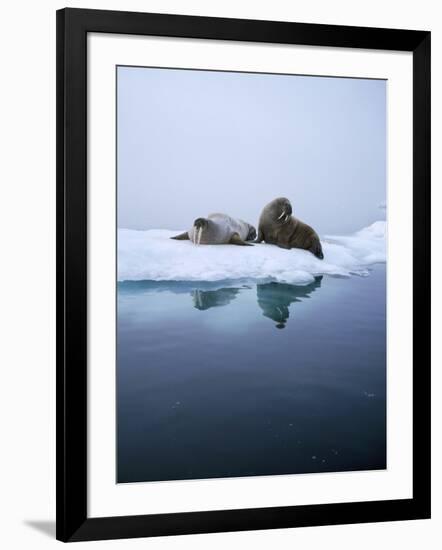 Walrus-null-Framed Photographic Print