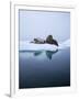 Walrus-null-Framed Photographic Print