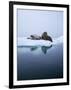 Walrus-null-Framed Photographic Print