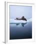 Walrus-null-Framed Photographic Print