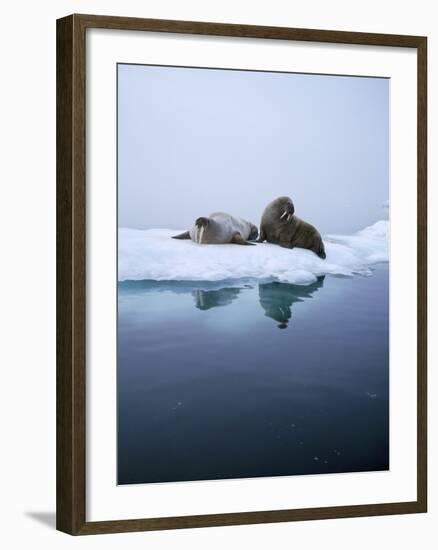 Walrus-null-Framed Photographic Print