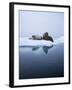 Walrus-null-Framed Photographic Print