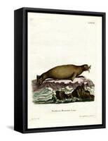 Walrus-null-Framed Stretched Canvas