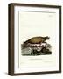 Walrus-null-Framed Giclee Print