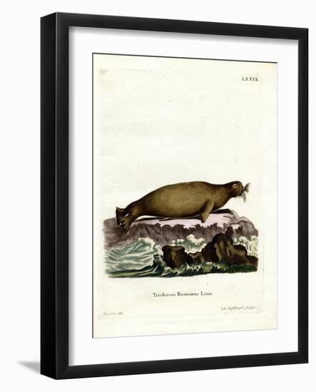 Walrus-null-Framed Giclee Print