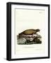 Walrus-null-Framed Giclee Print