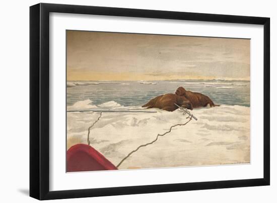 'Walruses Killed Off The East Coast of the Taimyr Peninsula, 12th September 1893, (1897)-Fridtjof Nansen-Framed Giclee Print